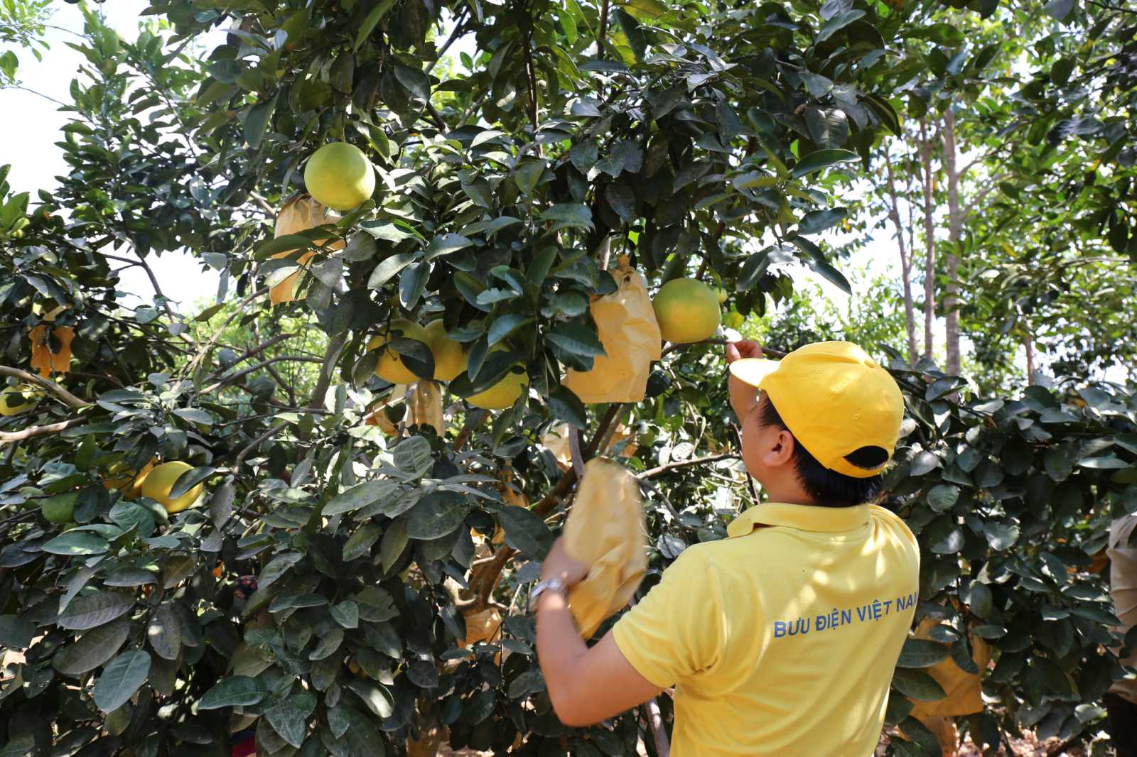 Mở rộng thị trường tiêu thụ bưởi Phúc Trạch thông qua sàn Postmart