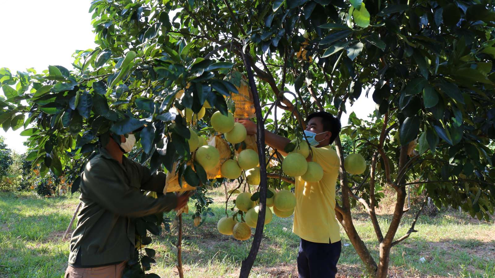 Postmart.vn – Vietnam Post’s E-commerce platform participates in agricultural economic recovery during the pandemic