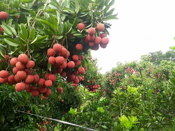 Tổng hợp báo chí ngành Bưu điện ngày 04/06/2022