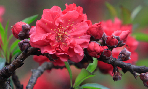 Bộ trưởng Bộ TT&TT chỉ thị tổ chức đón Tết Nguyên đán Bính Thân 2016