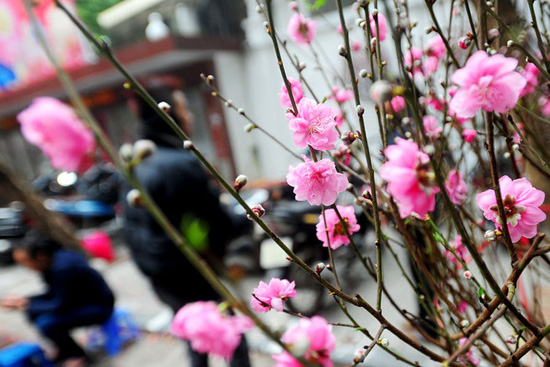 Bộ trưởng Bộ TT&TT ban hành chỉ thị về tổ chức đón Tết Nguyên đán Mậu Tuất 2018