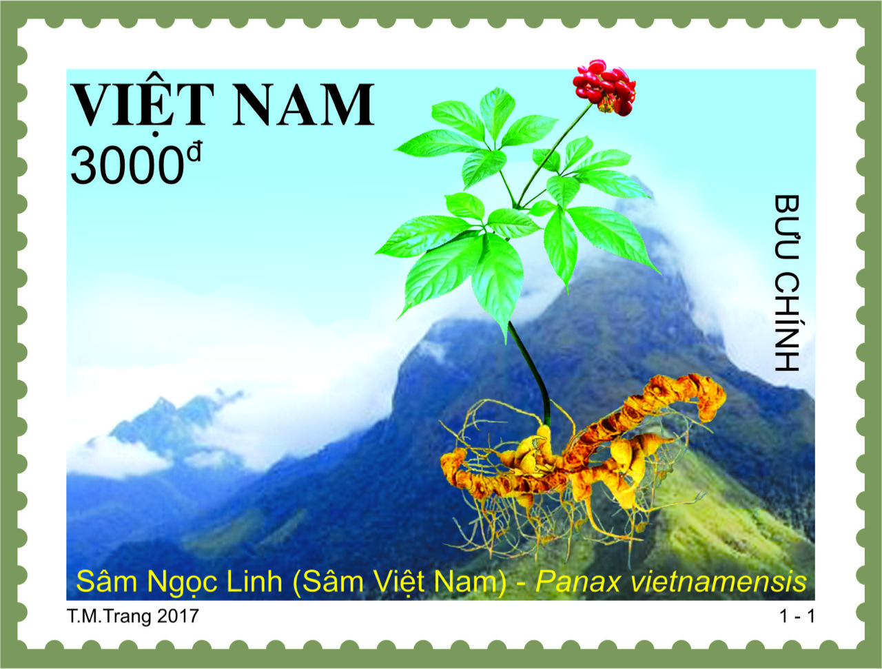 Giới thiệu bộ tem “Sâm Ngọc Linh (Sâm Việt Nam)”